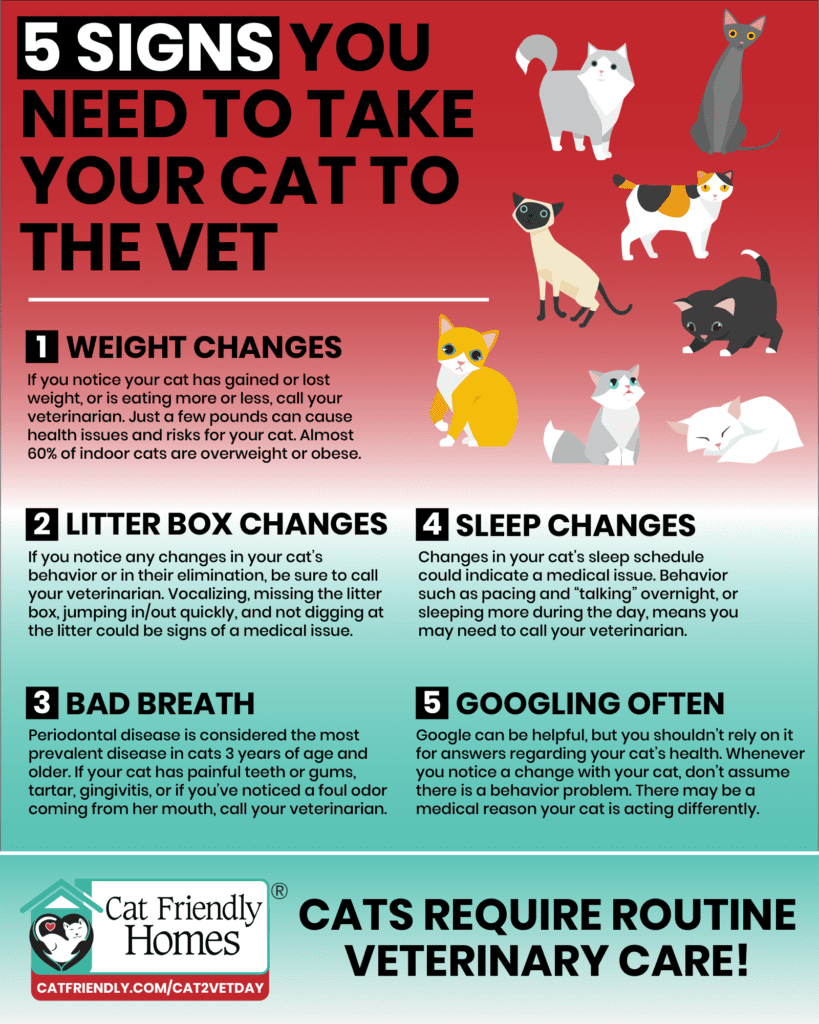 does your cat need to go to the vet?