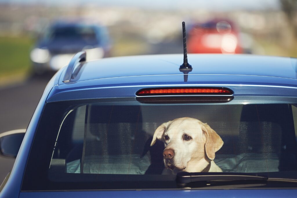 car in car window