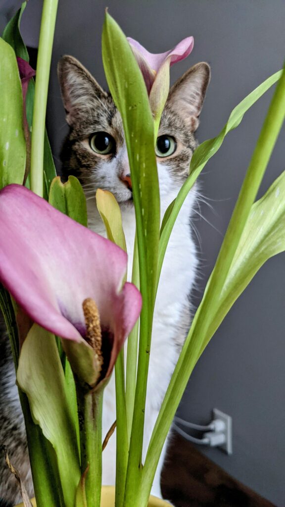 cat and flower plant - Toxic plants for cats