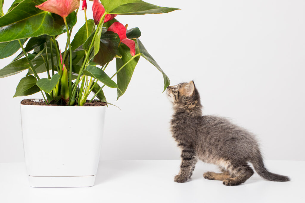 cat nibbling plant - Toxic Plants for Cats by Middle TN Pets Magazine