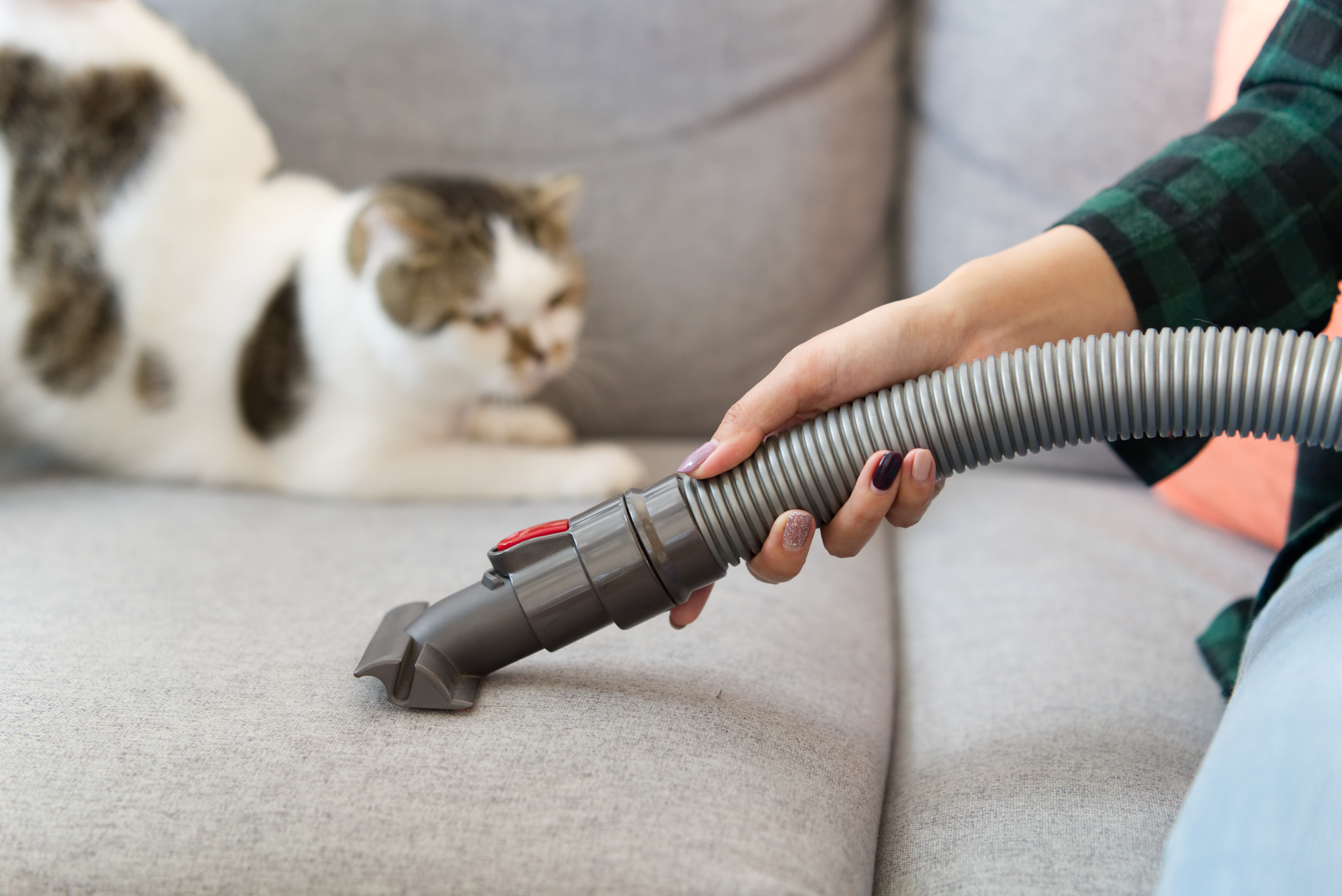 cleaning up pet hair of a sofa - Mid TN Pets Magazine