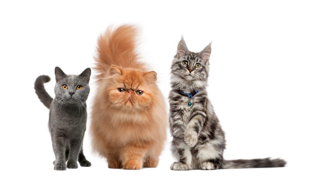 3 cats - fun facts about cats