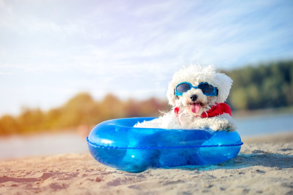 Dog on the beach - preventing heatstroke in dogs