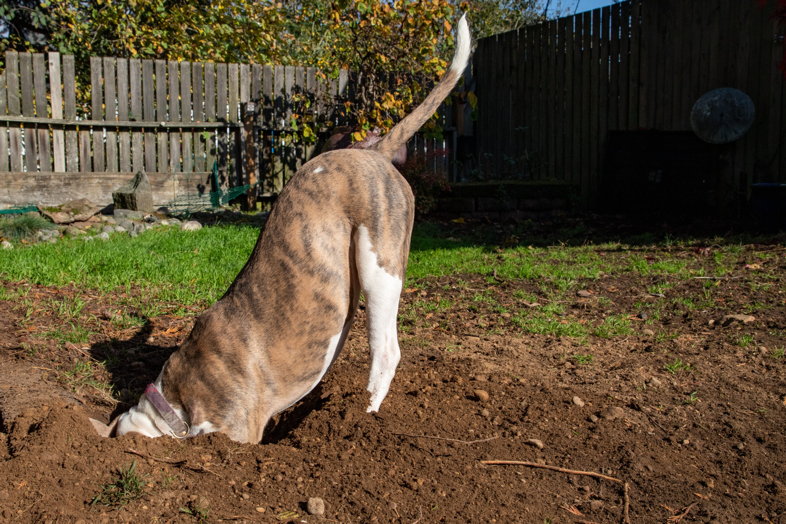 dog digging in yard - lawn care for dog owners