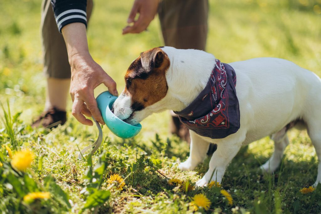 dog drinking water - canine heatstroke