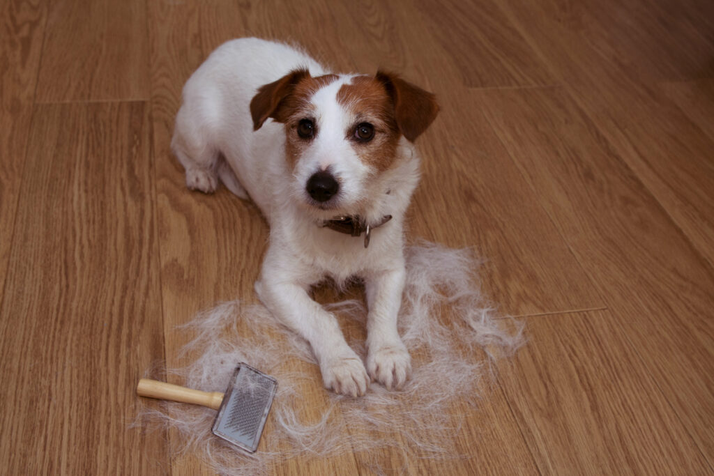 dog hair - cleaning up pet hair