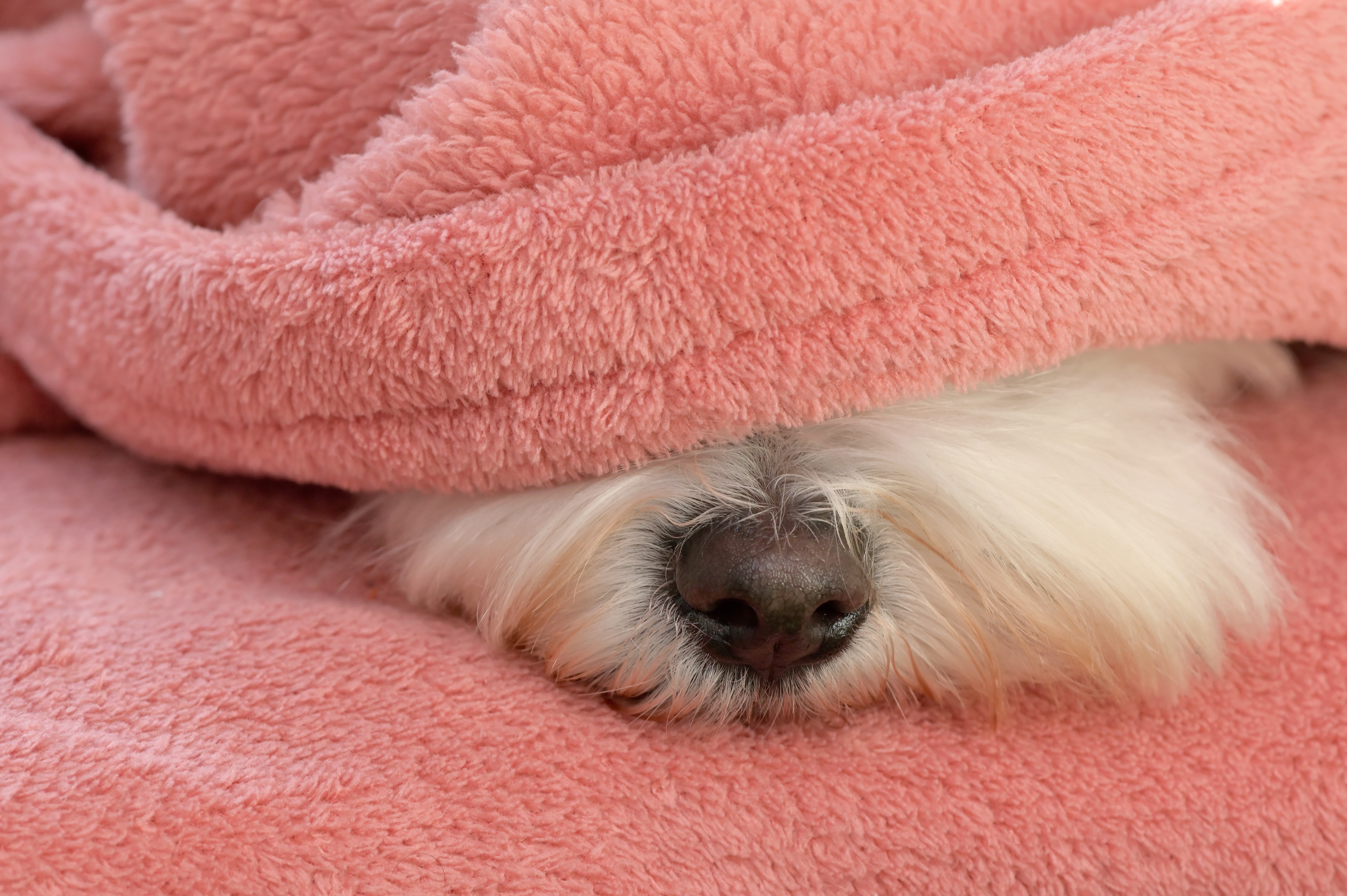 dog under blanket - Nashville Pet Magazine