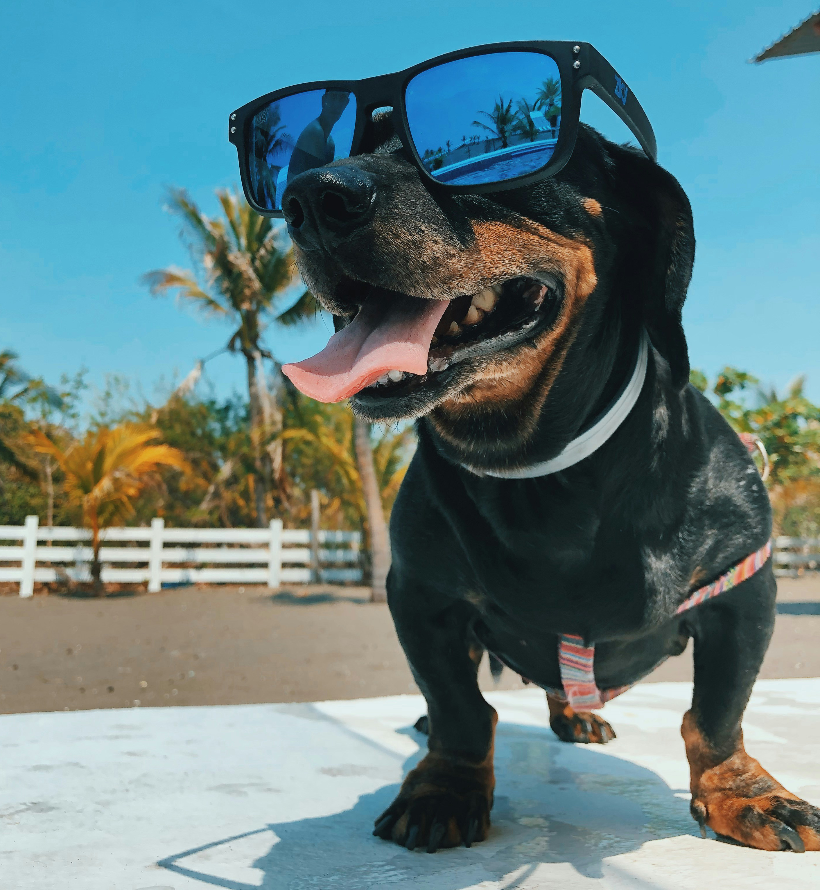 dog in sun - preventing sunburn