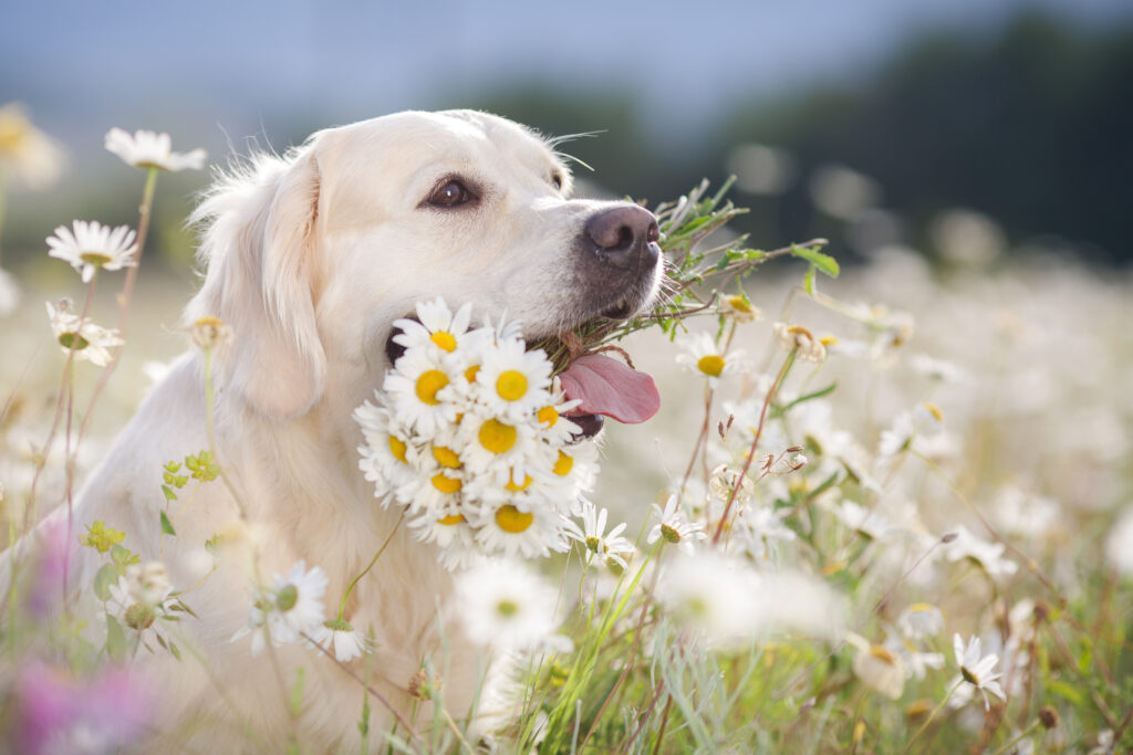 dog sitting among flowers - Middle Tennessee Pets Magazine