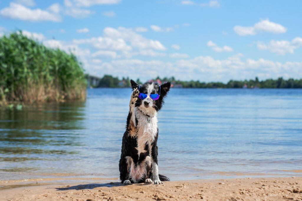 dog sitting by lake - water safety tips