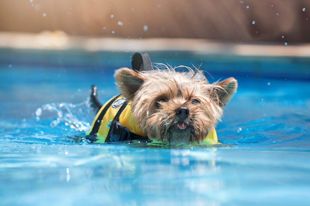 dog with life jacket swimming in pool