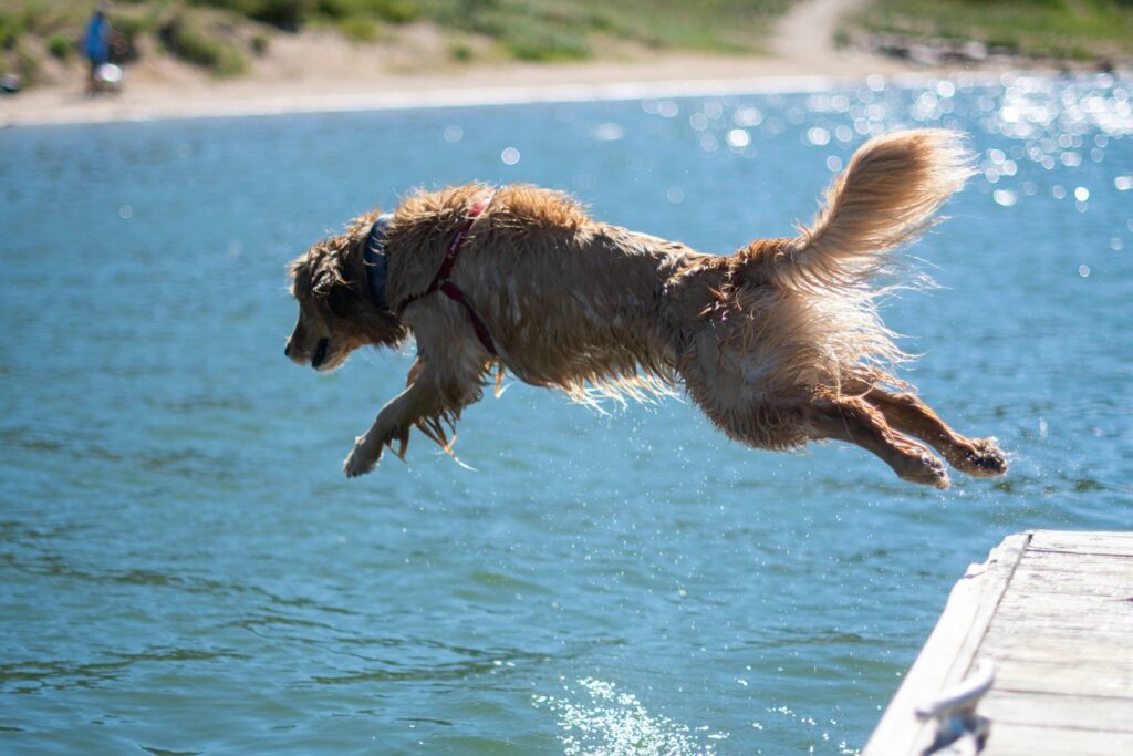 dog diving into lake - Water Safety Tips by Middle TN Pet Magazine