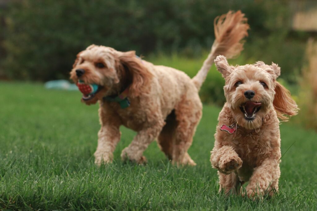 dogs playing in yard - lawn care tips for dog owners