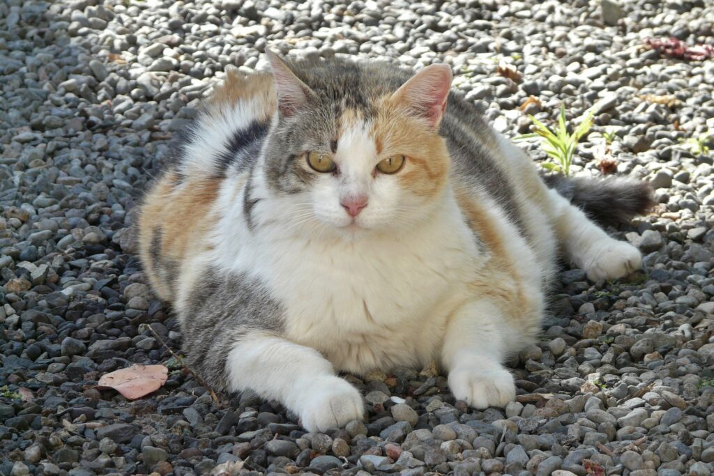 overweight cat - Mid TN Pets Magazine