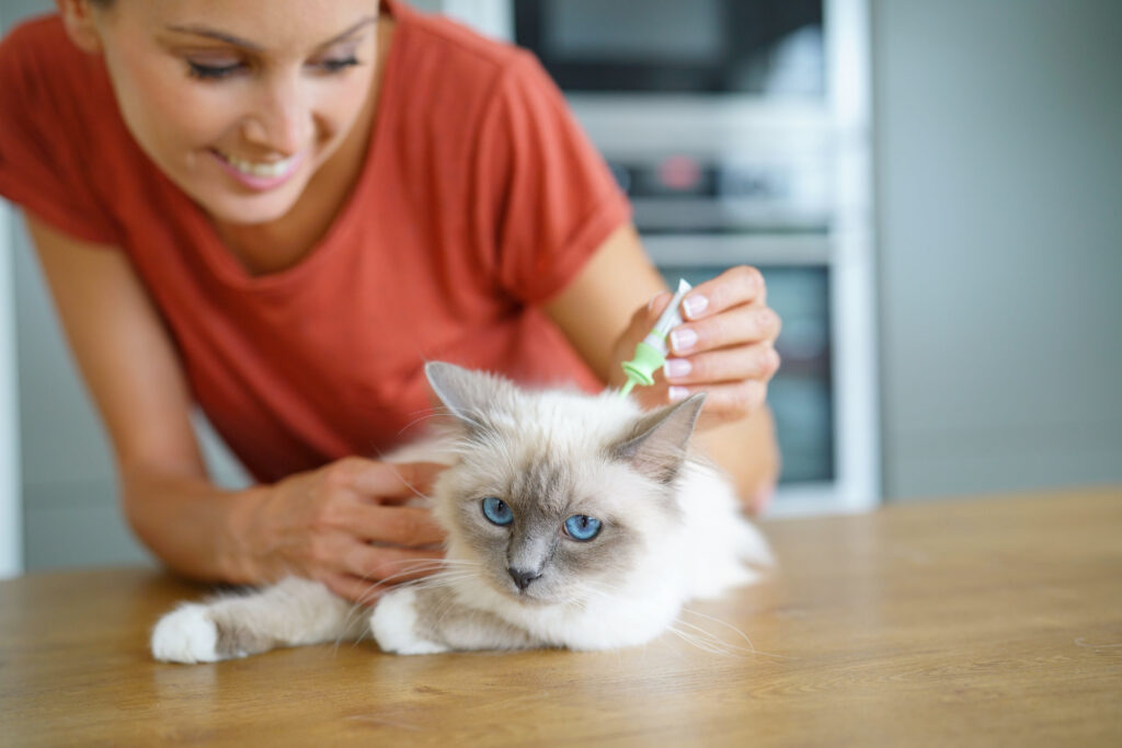 applying flea prevention to a cat