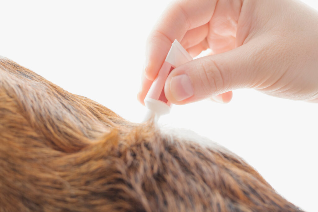 applying flea prevention to dog