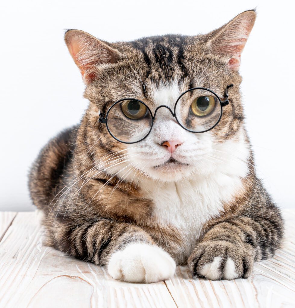 Cat Wearing Glasses - Nashville-area Pet Magazine