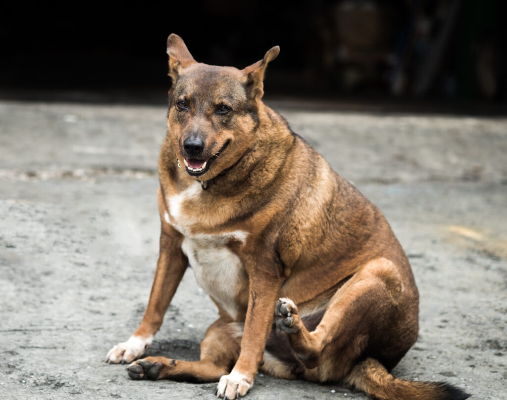 Overweight Dog - preventing heatstroke in dogs