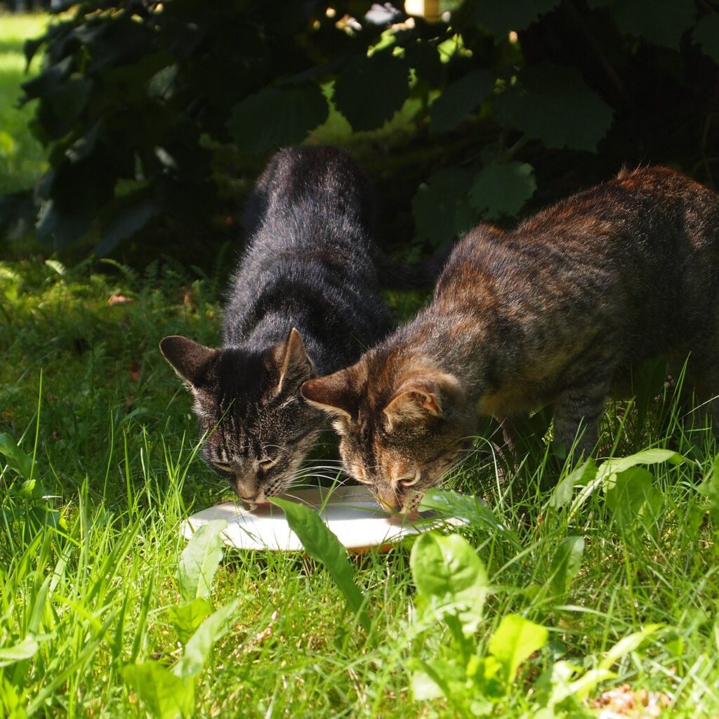 stray cats drinking milk - Nashville Area Pets Magazine