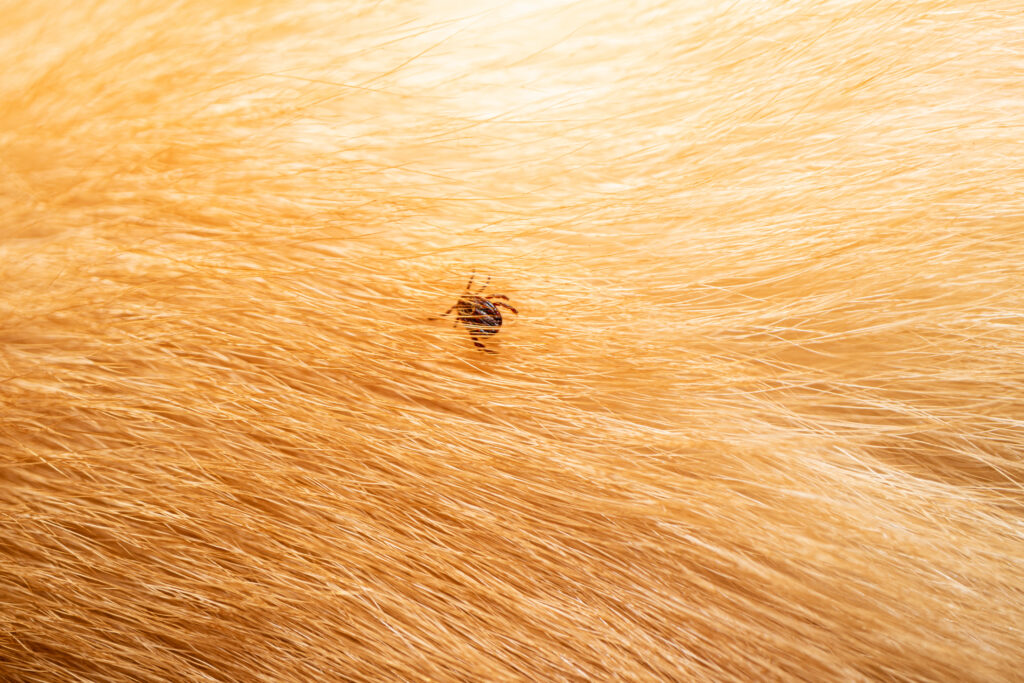 tick in dog hair ; Nashville area Pet Magazine