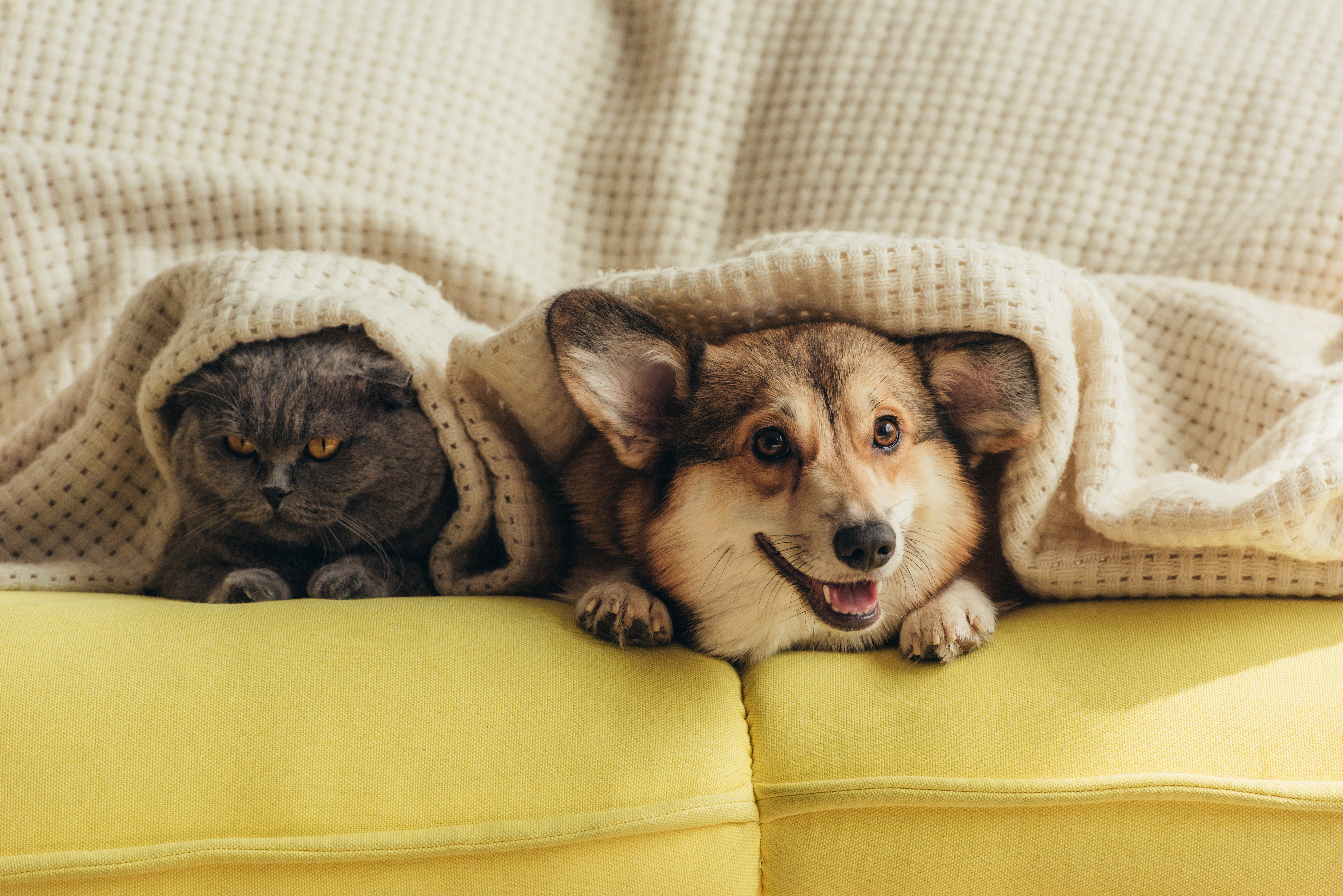 dog and cat on sofa