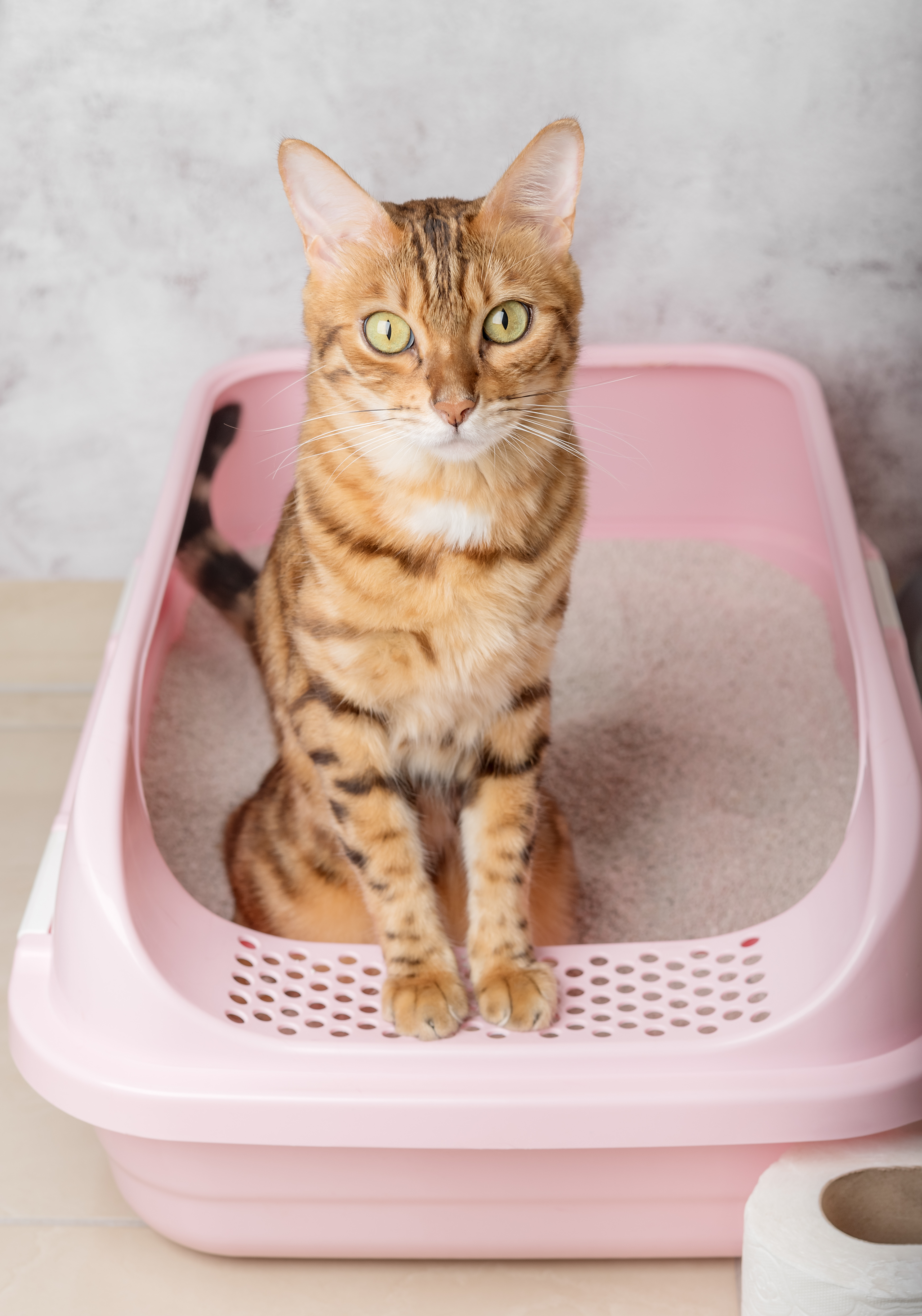 cat in litter pan - how to get rid of pet odors