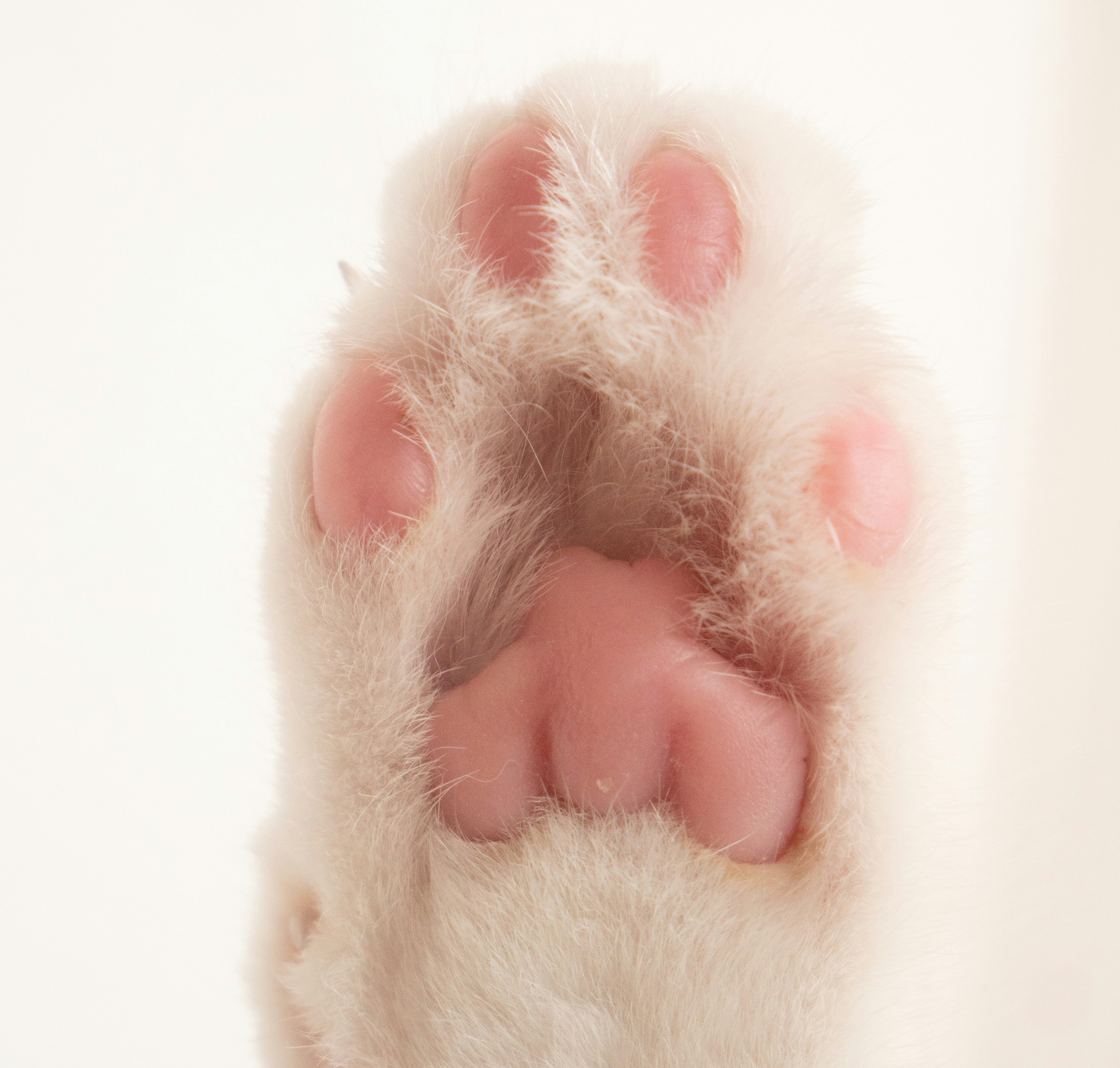 cat's paw pad - TN Pets Magazine