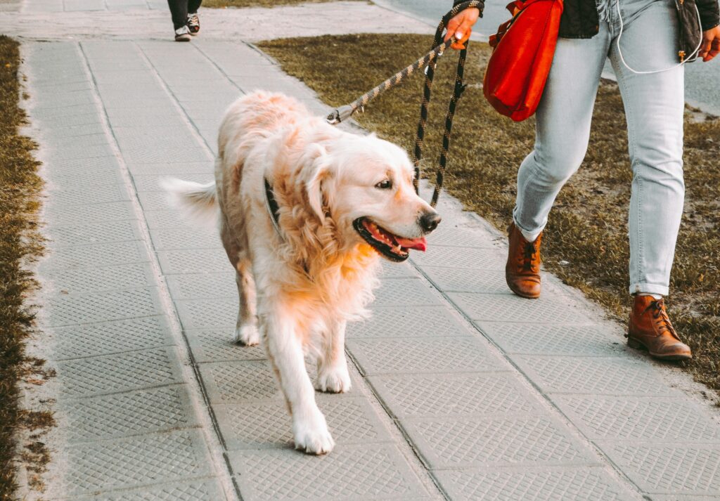 dog on a walk - Nashville Pet Magazine