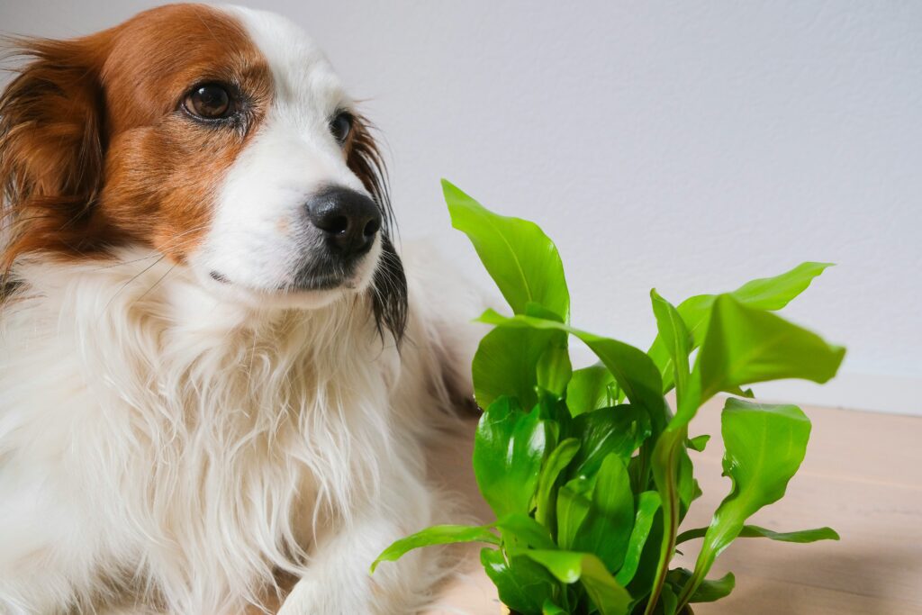 dog and plant - Toxic Plants for Dogs
