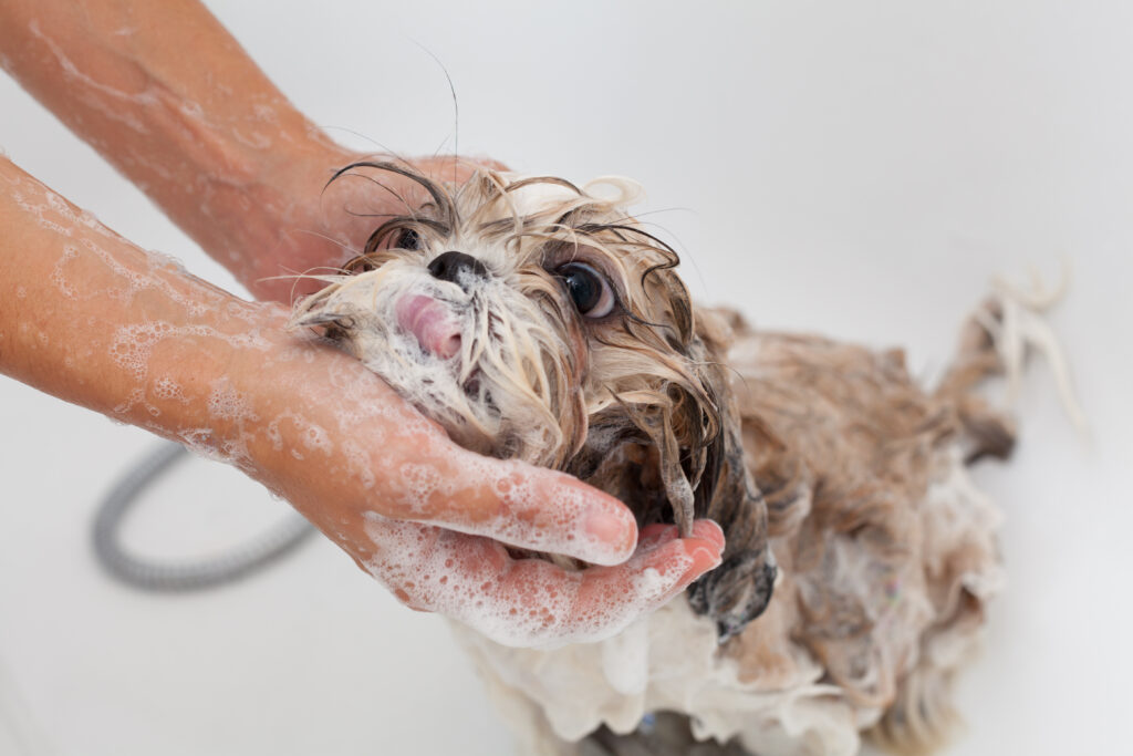 dog getting bath - nashville pet magazine