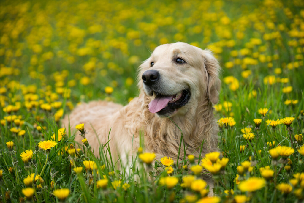 dog in field of flowers - lyme disease in dogs