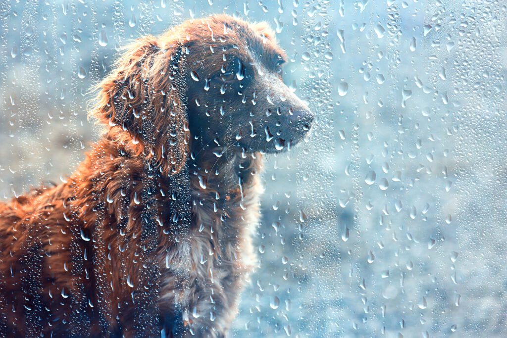 dog in rain ; Thunderstorm Anxiety A Common Fear in Dogs