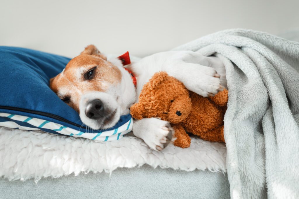 dog with blanket and toy