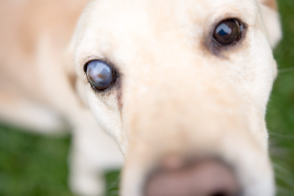 dog with cataracts ; Middle Tennessee Pet Magazine