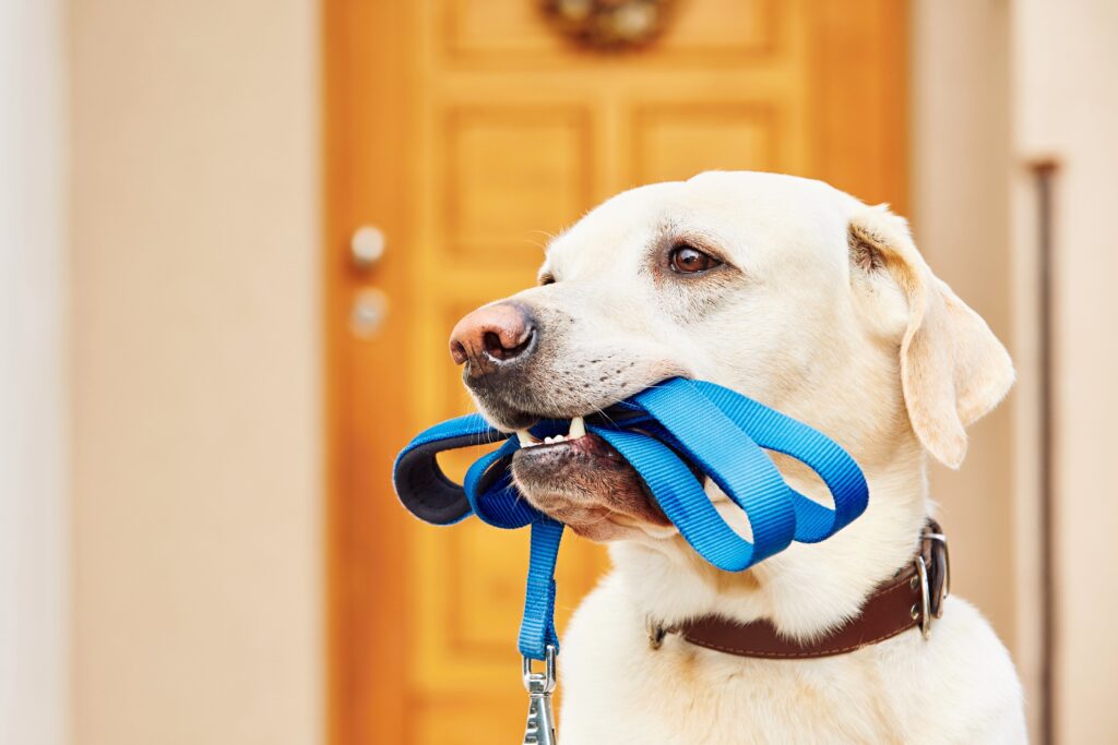 Dog with leash - Middle TN Pets Magazine