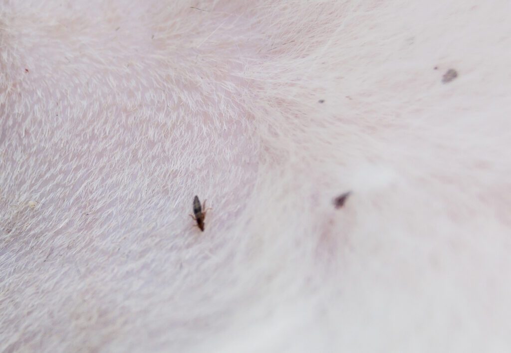 close- up of fleas on cat ; Mid-TN Pets Magazine 