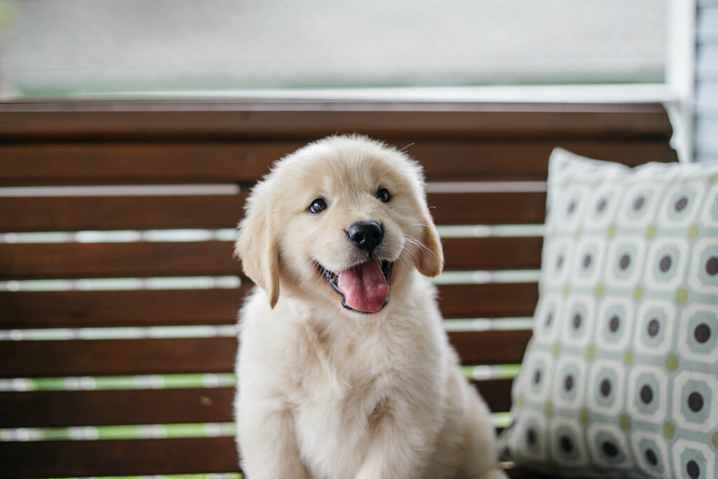 cut golden retriever puppy - Middle Tennessee Pet Magazine