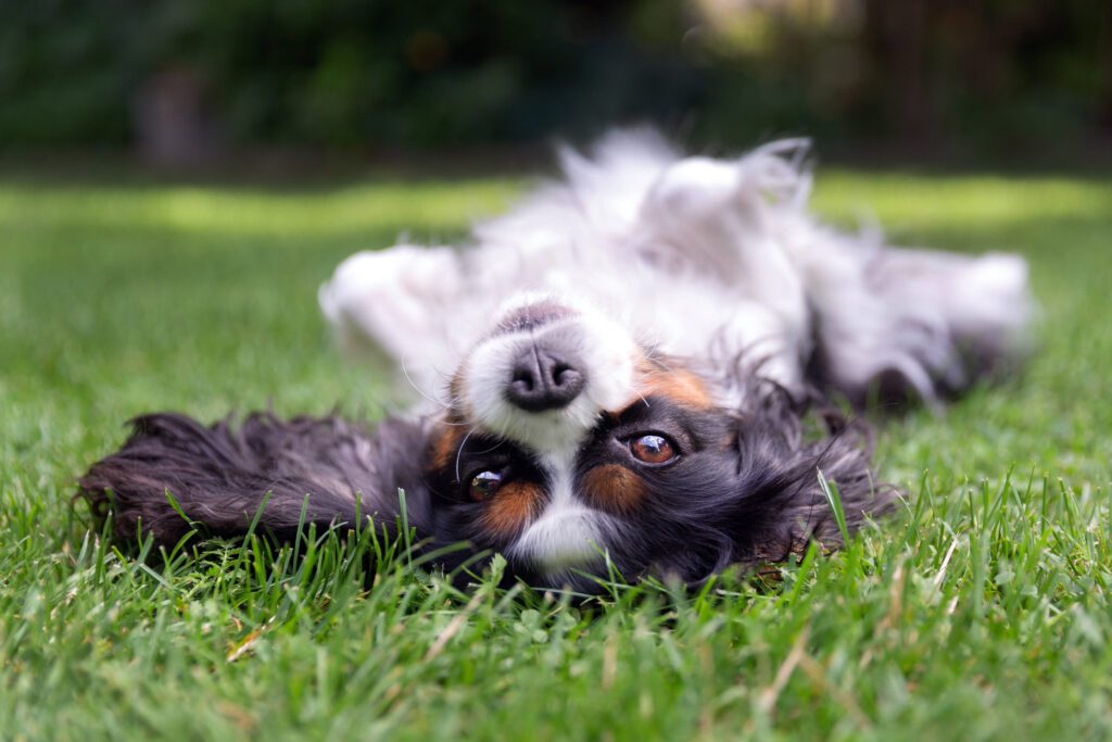 happy dog lying in grass - Mid Tennessee Pets Magazine