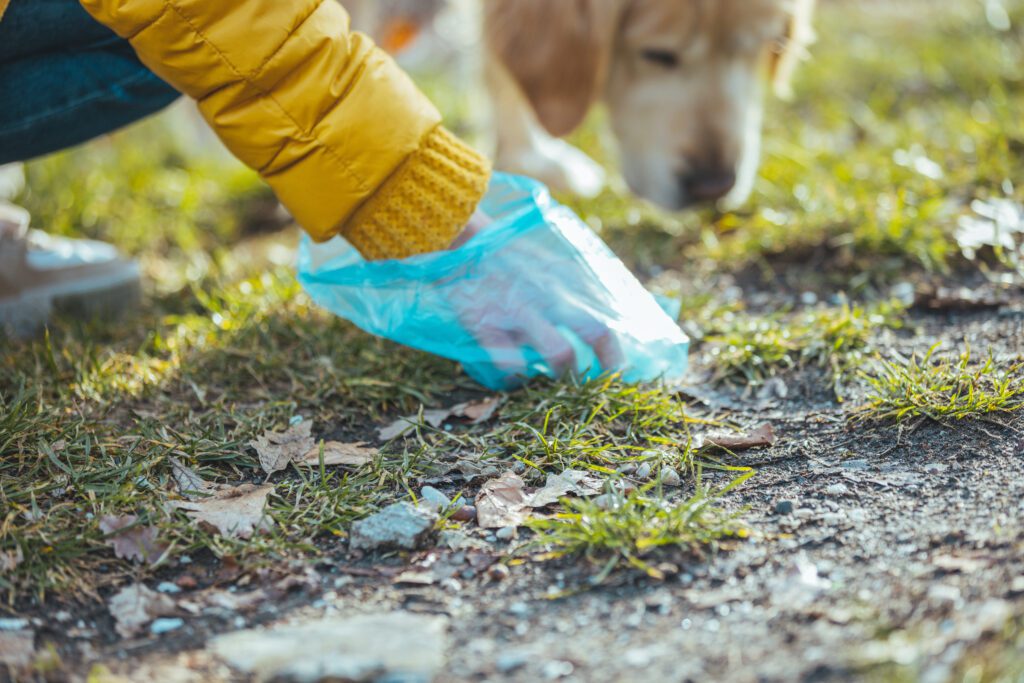 picking up the poop after a dog on a walk