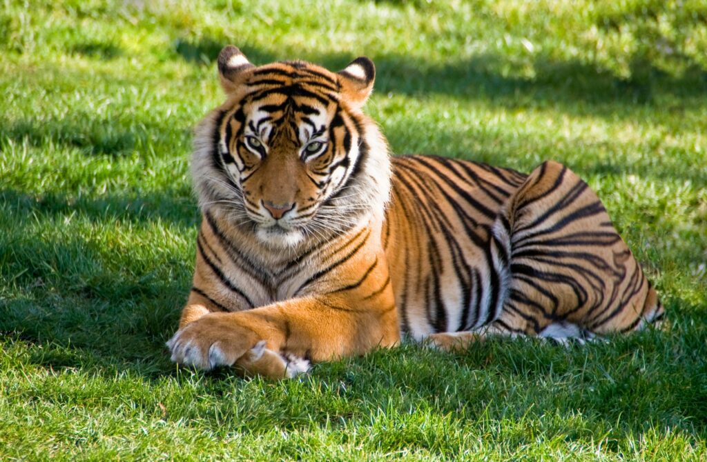 photo of tiger - Mid TN Pets Magazine