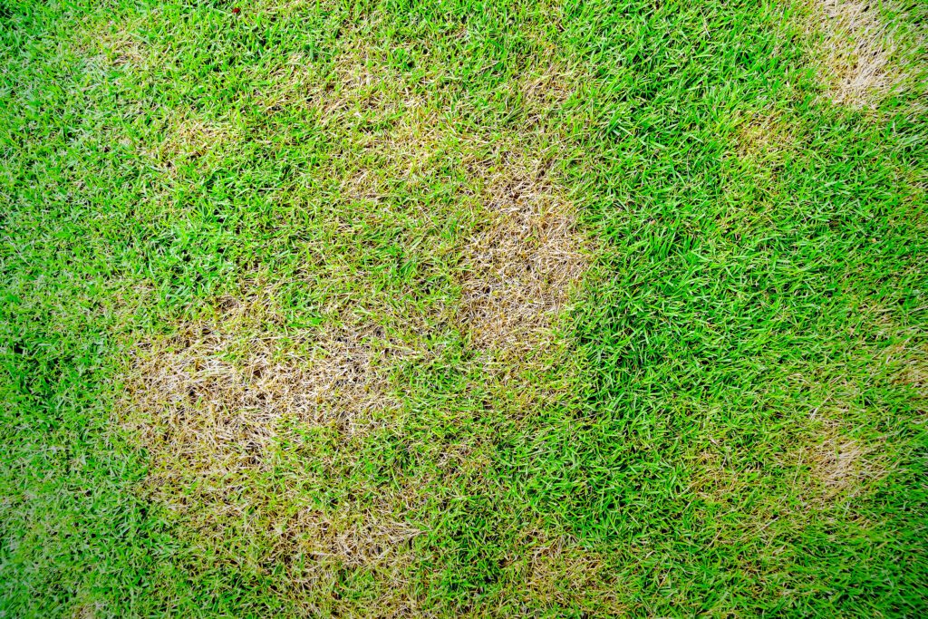 urine spots in grass - yard care for dog owners